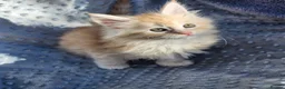 Maine Coon cats for sale: Maine Coon Kittens Ready Now !! - Advert 8