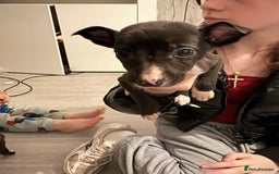 Lurcher dogs for sale: Whippet puppies - Image 3