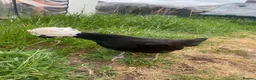 Chickens poultry for sale: Two friendly pet chickens, used to handling - Advert 3