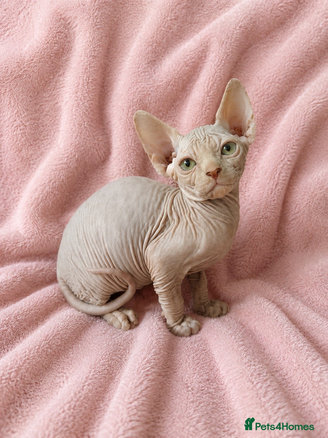 Sphynx cats ADORABLE CREAM SPHYNX BOY - VIEW NOW - Advert 6