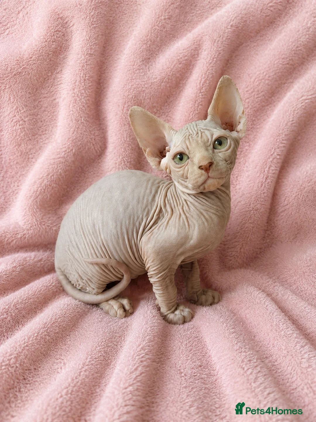 Sphynx cats for sale: GORGEOUS CREAM SPHYNX BOY - TICA - Advert 1