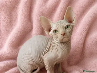 Sphynx cats ADORABLE CREAM SPHYNX BOY - VIEW NOW - Advert 6