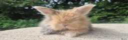 Angora rabbits for sale: 🌟STUNNING ANGORA BABIES- maxi full face 🌟 - Advert 1