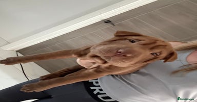 Shar Pei dogs 2 boys left!! BEAUTIFUL SHARPEI PUPS 🔥  - Advert 1