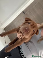 Shar Pei dogs 2 boys left!! BEAUTIFUL SHARPEI PUPS 🔥 - Advert 1
