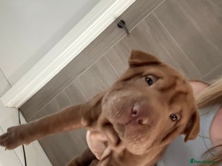 Shar Pei dogs 2 boys left!! BEAUTIFUL SHARPEI PUPS 🔥 - Advert 12