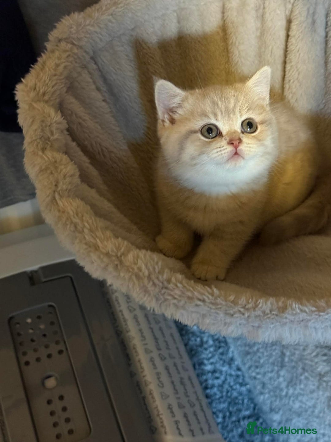 British Shorthair cats for sale: British shorthair kittens for sale  - Advert 21