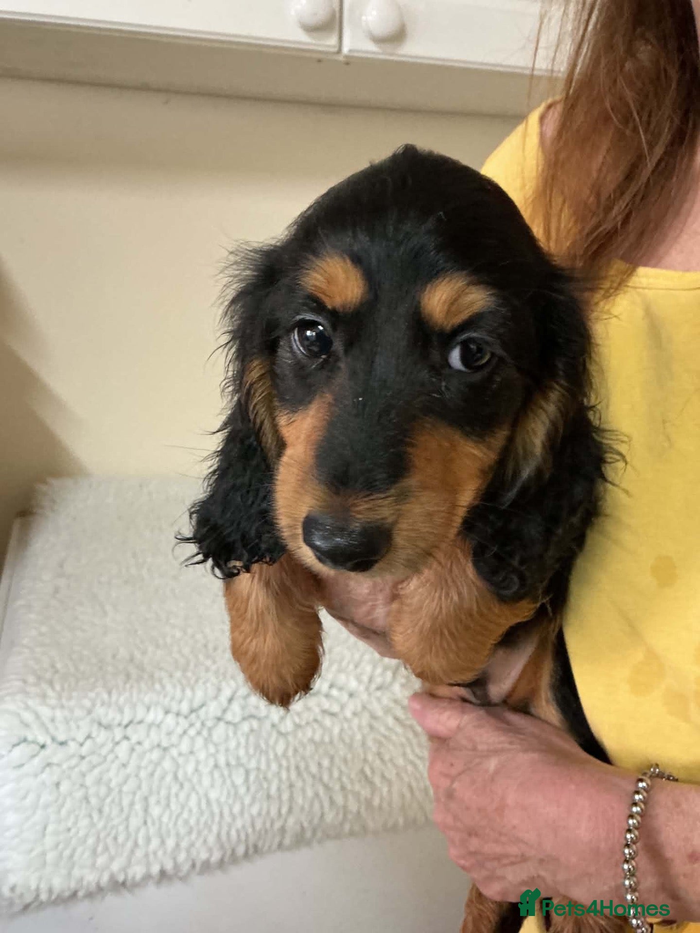 Miniature Dachshund dogs for sale: Show quality mini longhaired dachshunds pups - Advert 1