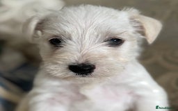 Miniature Schnauzer dogs for sale: Absolutely Stunning Healthy Mini Schnauzers  - Image 9