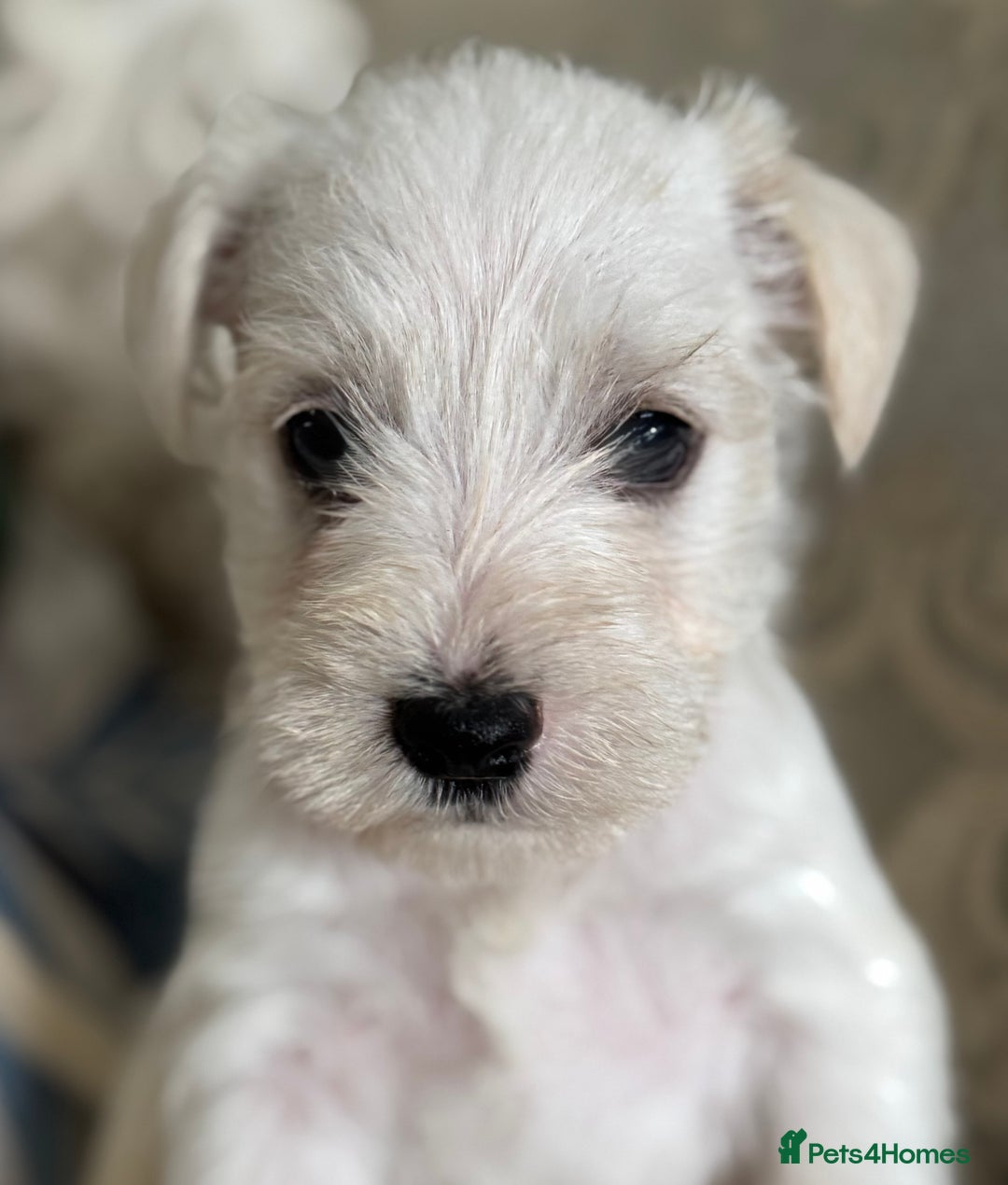 Miniature Schnauzer dogs for sale: Absolutely Stunning Healthy Mini Schnauzers  - Image 9