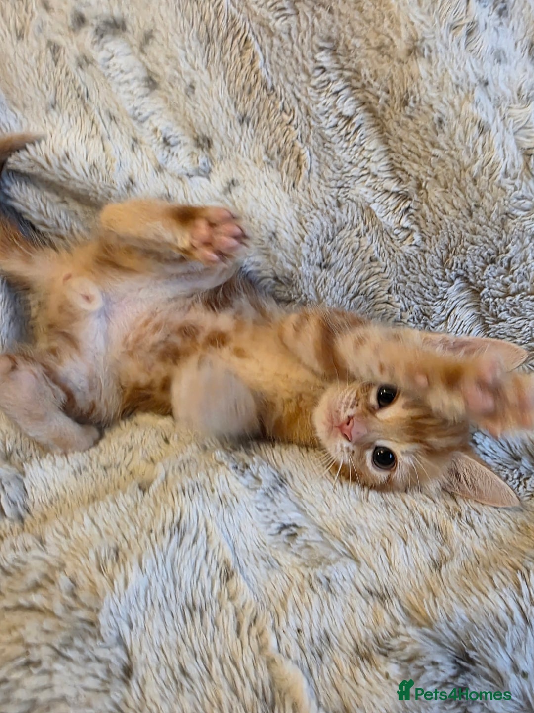 Mixed Breed cats for sale: 2 Male Stripy Kitten's - Advert 7