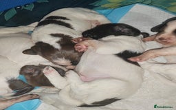 English Springer Spaniel dogs for sale: 🌟 Beautiful Springer Spaniel Litter - Image 5