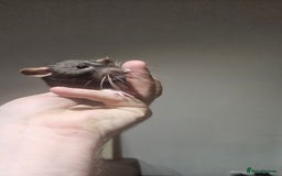 Rat rodents for sale: FREE DUMBO RATS + CAGE - Image 2