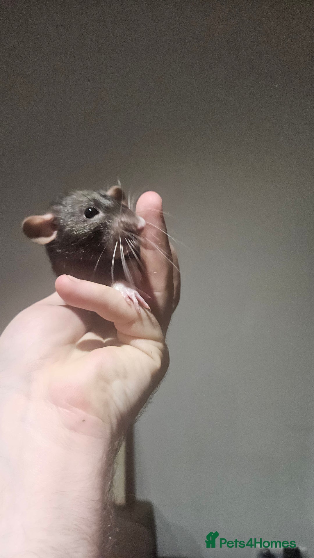 Rat rodents for sale: FREE DUMBO RATS + CAGE - Image 2