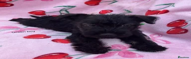 Mixed Breed 2