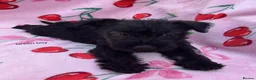 Mixed Breed dogs for sale: Scottish terrier x miniature schnauzer  in Huntingdon - Advert 8