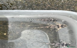Plecos fish for sale: L236sw 1” and 2” available  - Image 5