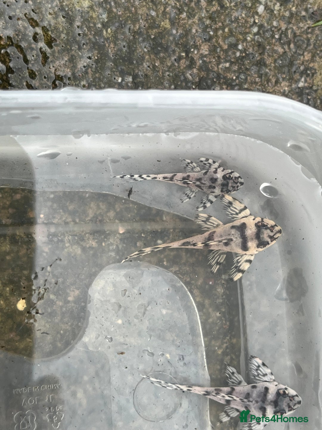 Plecos fish for sale: L236sw 1” and 2” available  - Image 5