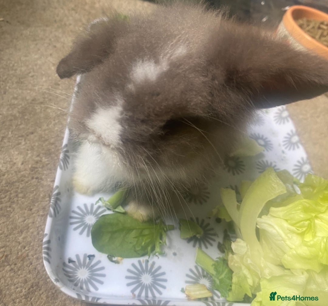 Lionhead rabbits for sale: ⭐️Stunning pure lionheads⭐️ - Image 5