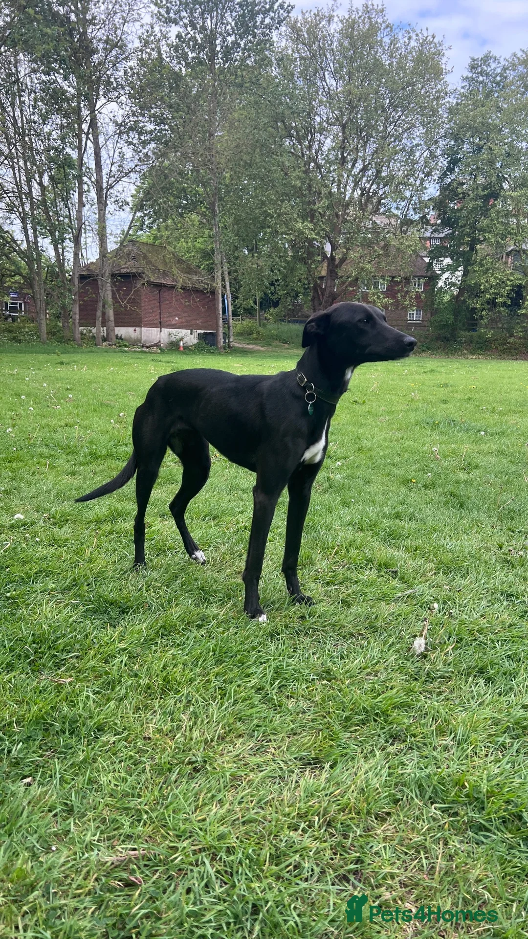 Mixed Breed dogs for sale: Looking to rehome  in Rye - Advert 2