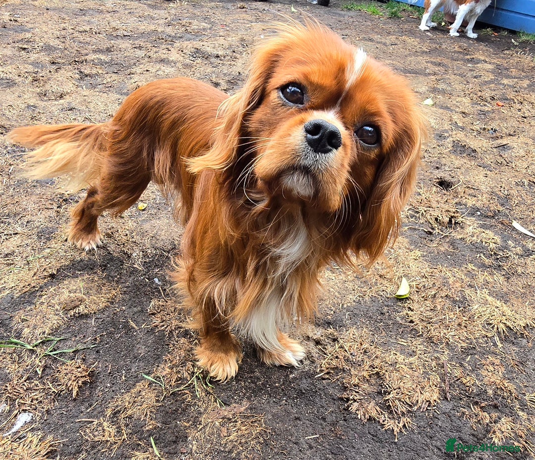 Cavalier King Charles Spaniel dogs for stud: Ruby Cavalier available for Stud - Image 3