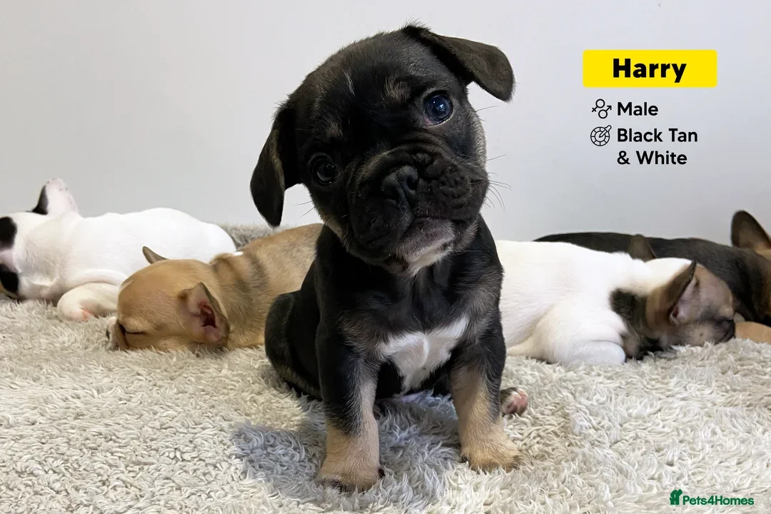 French Bulldog dogs LAST BOY PUPPY - KC Registered French Bulldog - Advert 5