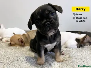 French Bulldog dogs LAST BOY PUPPY - KC Registered French Bulldog - Advert 5
