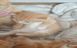 Domestic Shorthair cats for sale: Ginger kittens  - Image 2