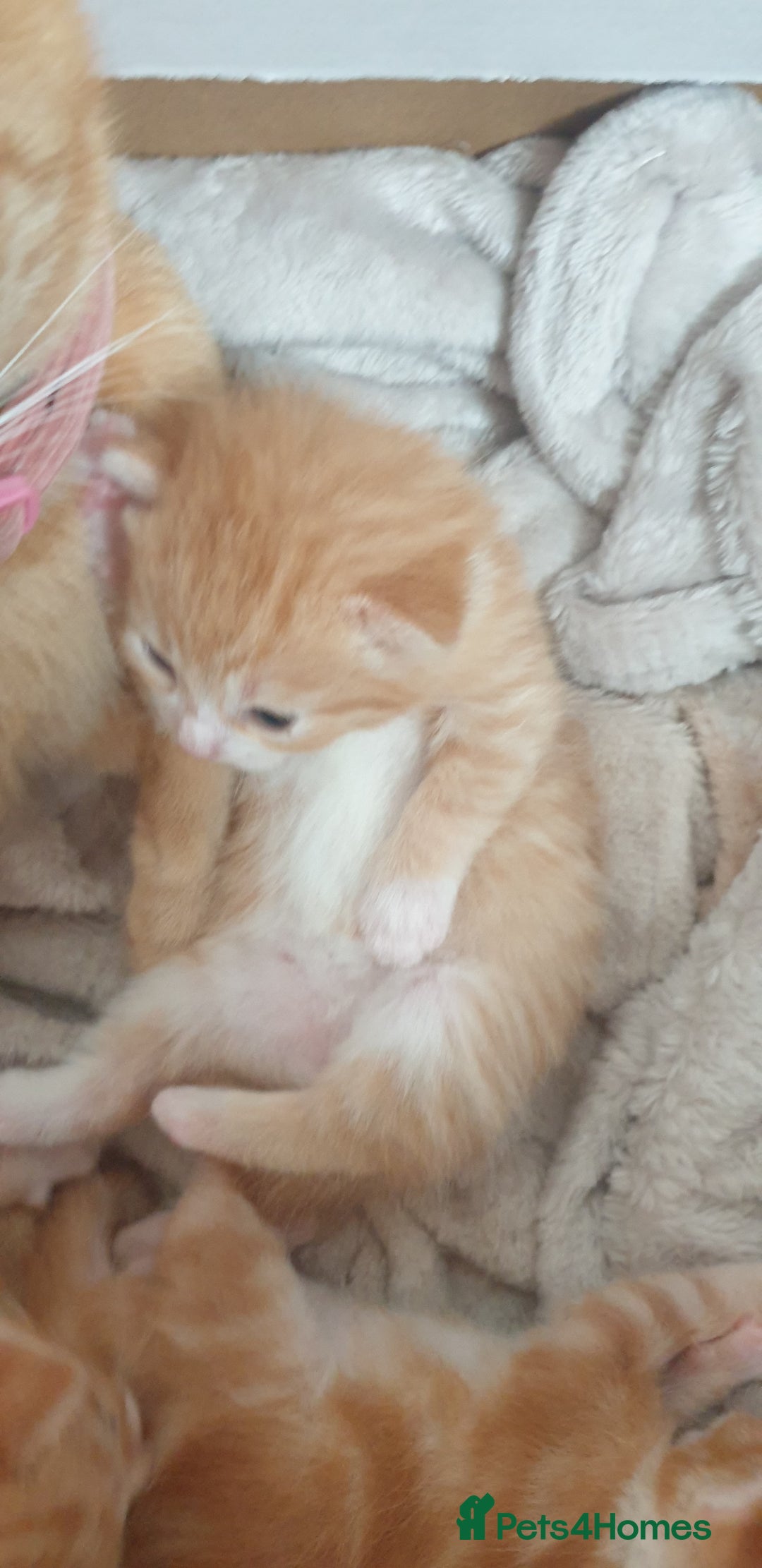 Domestic Shorthair cats for sale: Ginger kittens  - Image 2