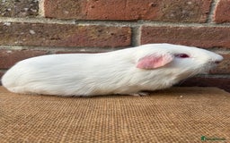 Guinea Pig rodents for sale: Two handsome boys (reserve) - Image 5
