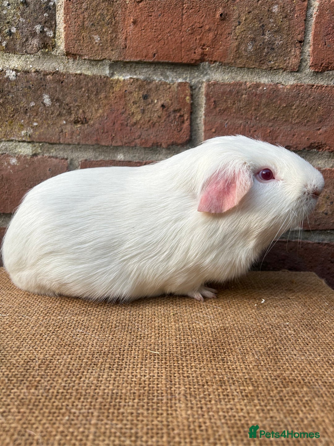 Guinea Pig rodents for sale: Two handsome boys (reserve) - Image 5