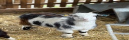 Goats livestock for sale: Small Young Pygmy Beautiful Nannie’s for sale  - Advert 4
