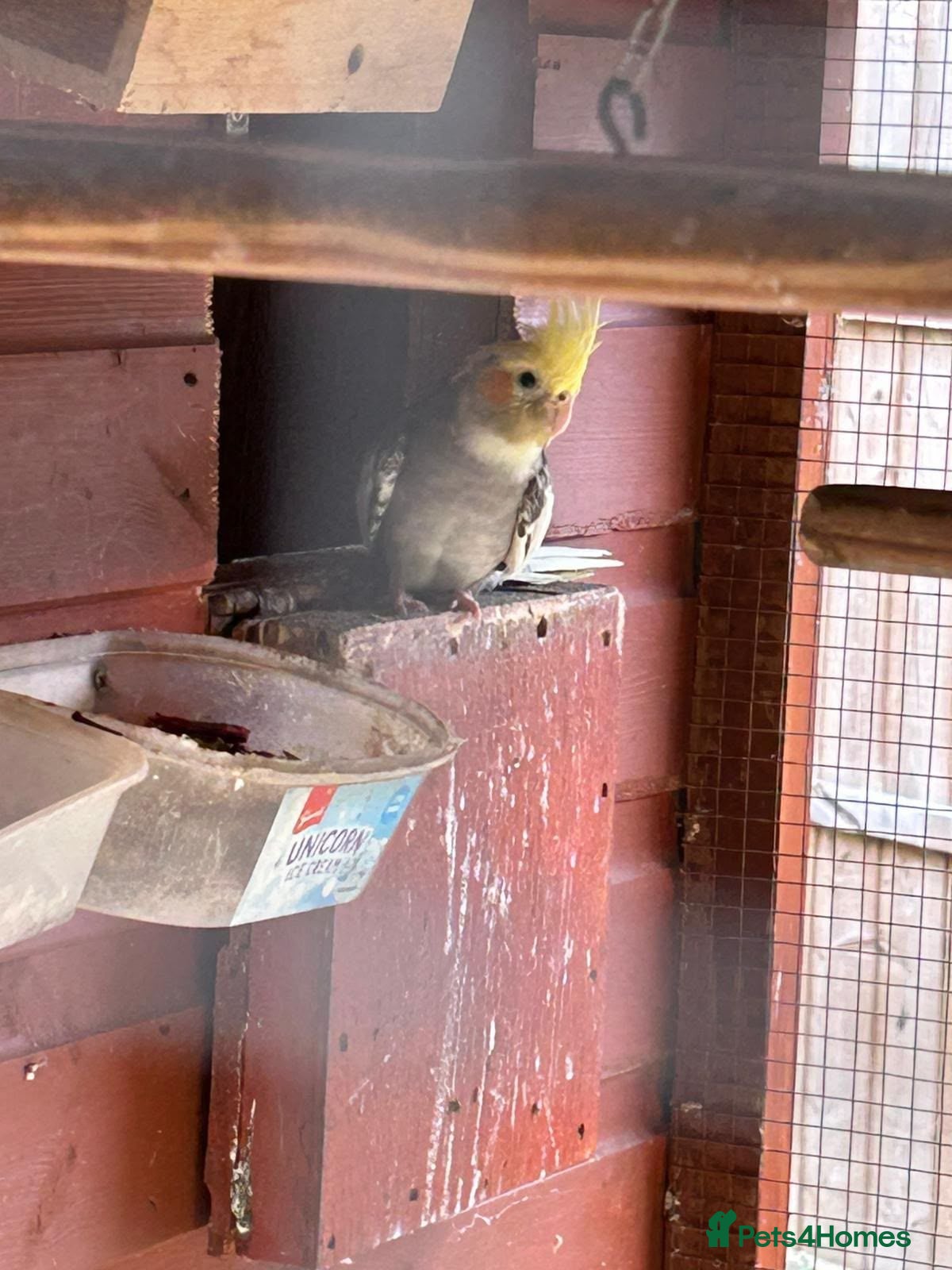 Cockatiels birds Cockatiels/rosella  - Advert 1