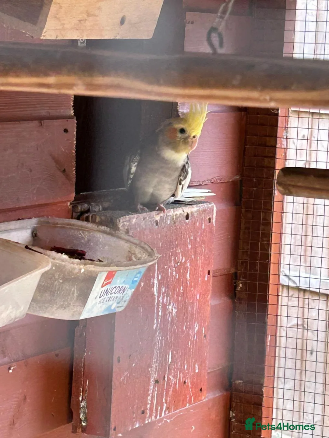 Cockatiels birds for sale: Cockatiels/rosella  - Advert 1