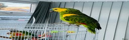 Parrots birds for sale: Blue-Fronted Amazon parrot - Advert 2