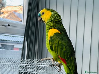 Parrots birds Blue-Fronted Amazon parrot - Advert 1