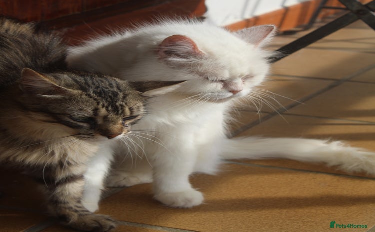 Persian cats - Advert 1