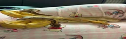 Snake reptiles for sale: 3 female 1 male  - Advert 10