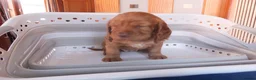 Cocker Spaniel dogs for sale: Working Cocker Spaniels - Advert 16