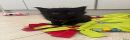 Domestic Shorthair cats for sale: 6 gorgeous kittens looking for loving home - Advert 20