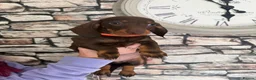 Dachshund dogs for sale: 3 male dachshund puppies   in Bridgend - Advert 3