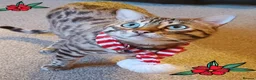 Bengal cats for sale: 9 yr old Snow Bengal looking for new home  in Darlington - Advert 4