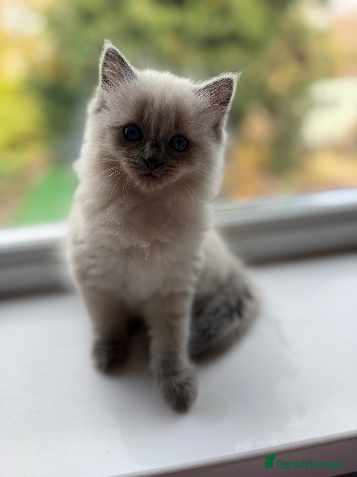 Mixed Breed cats for sale: Ragdoll cross gorgeous kittens  - Advert 1