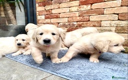 Golden Retriever dogs for sale: Exceptional KC Goldens- MULTI Champions Bloodline - Image 10