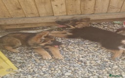 German Shepherd dogs for sale: German shepherd pups  - Image 11