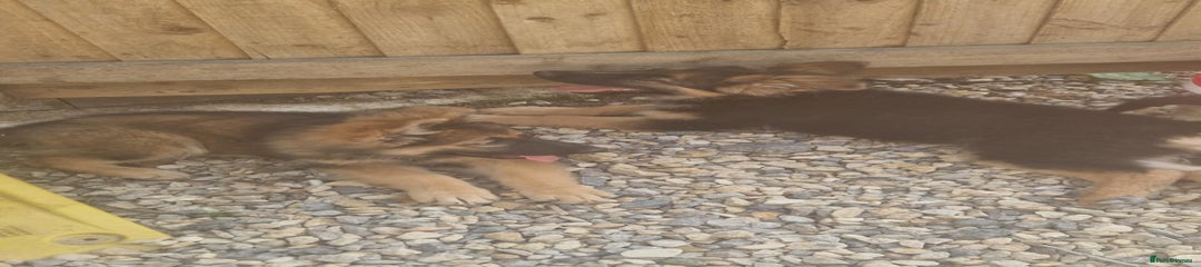 German Shepherd Puppy 5