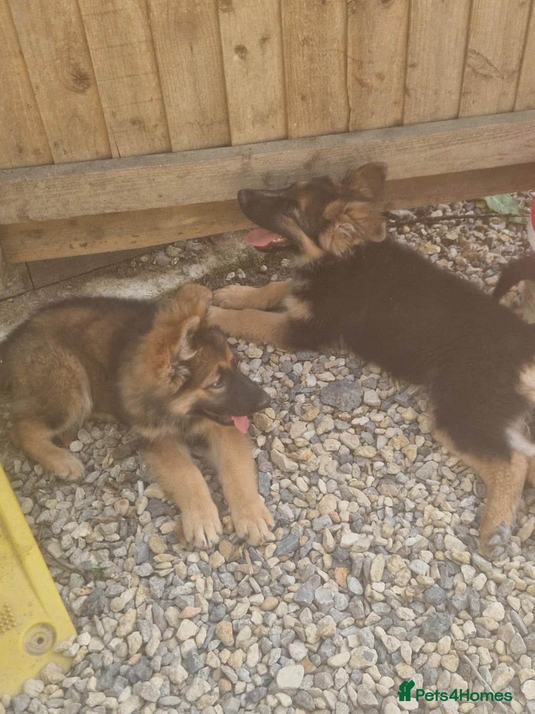 German Shepherd dogs for sale: German shepherd pups  - Image 11