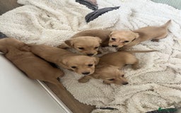 Miniature Dachshund dogs for sale: Long hair cream mini dachshund puppies 30th july in Liverpool - Image 5