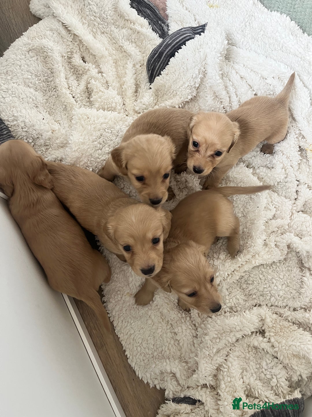 Miniature Dachshund dogs for sale: Long hair cream mini dachshund puppies 30th july in Liverpool - Image 5