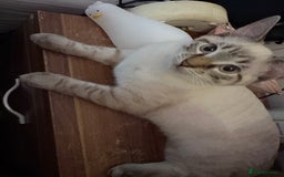 Ragdoll cats for sale: 3 Rag Cross Kittens - Image 3